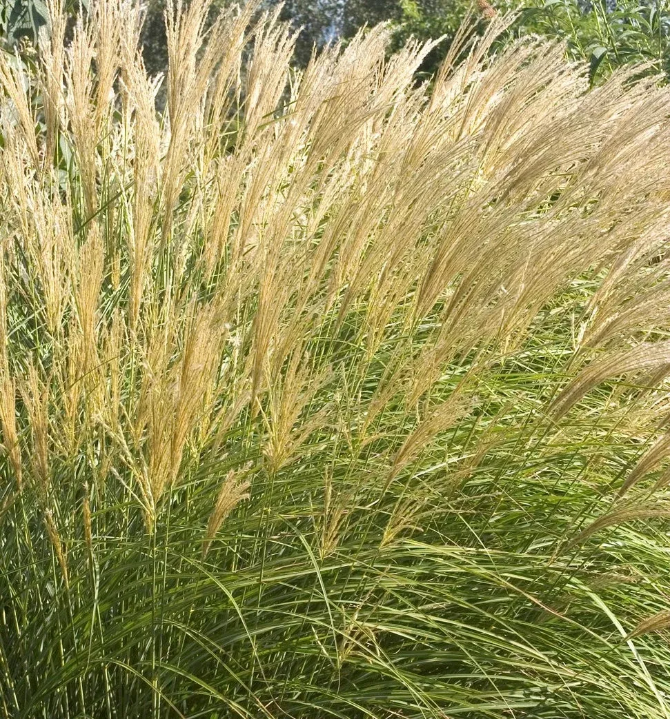 ADAGIO MAIDEN GRASS 2gal