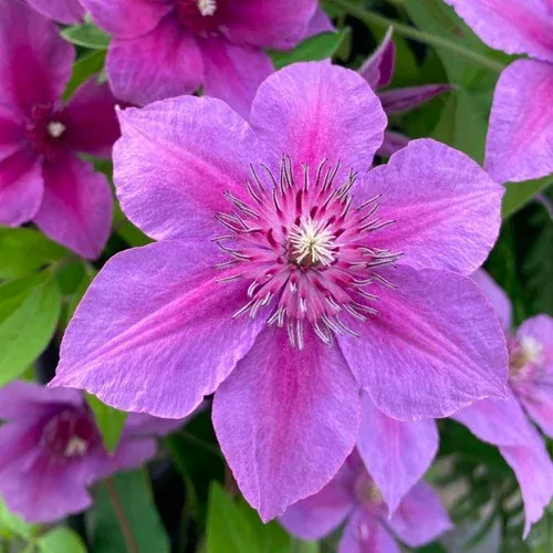 ‘Adam’s Courage’ Clematis