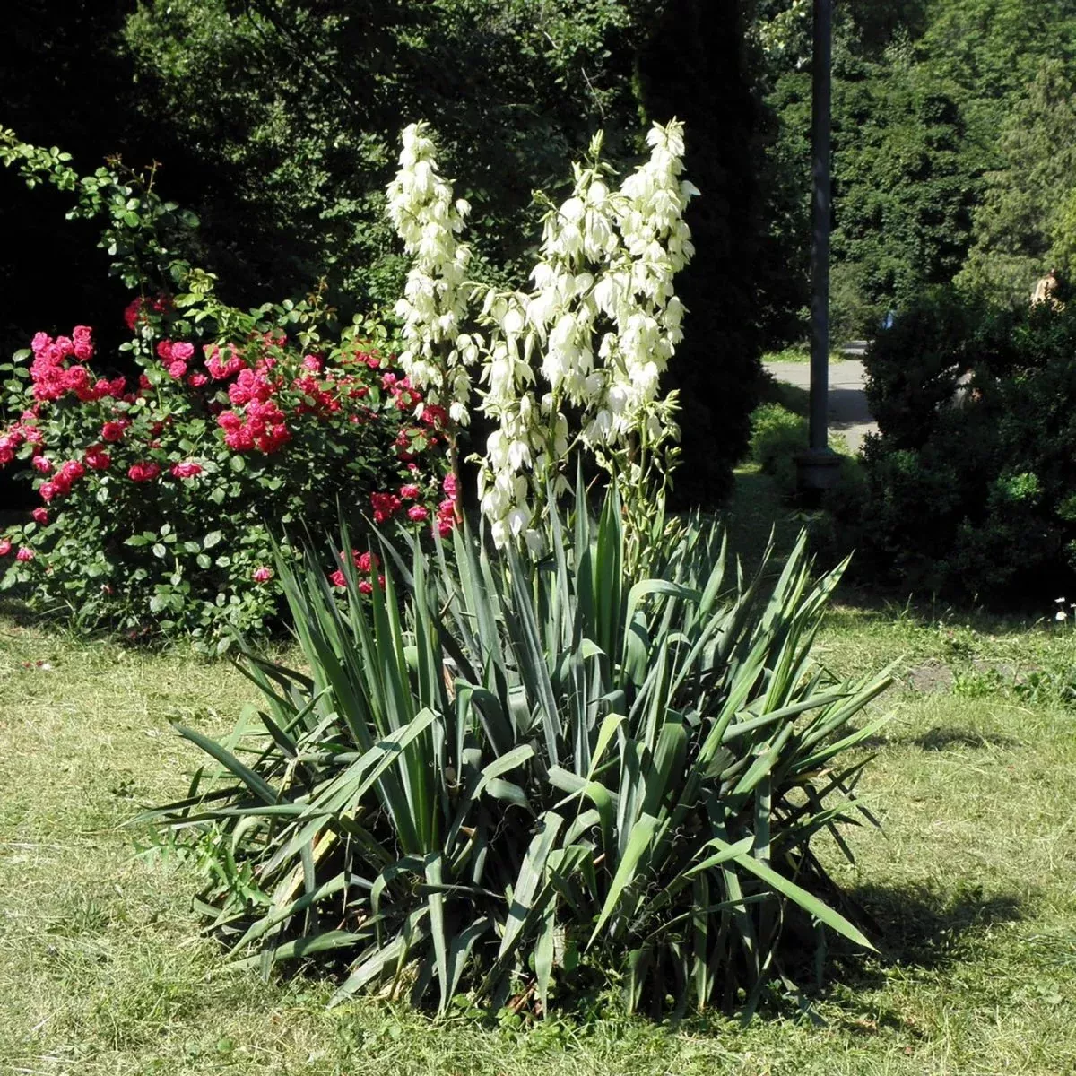 Adam’s Needle Yucca