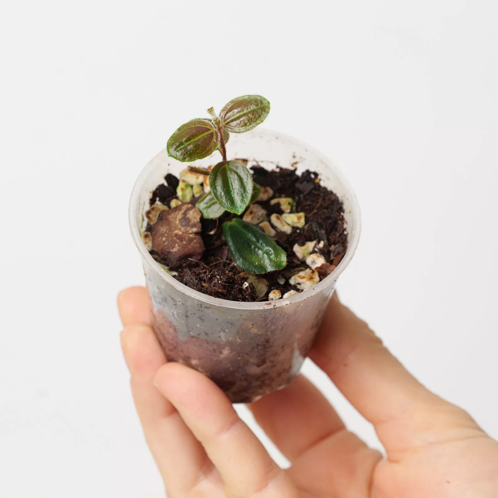 Adelobotrys sp. | Vining Melastome
