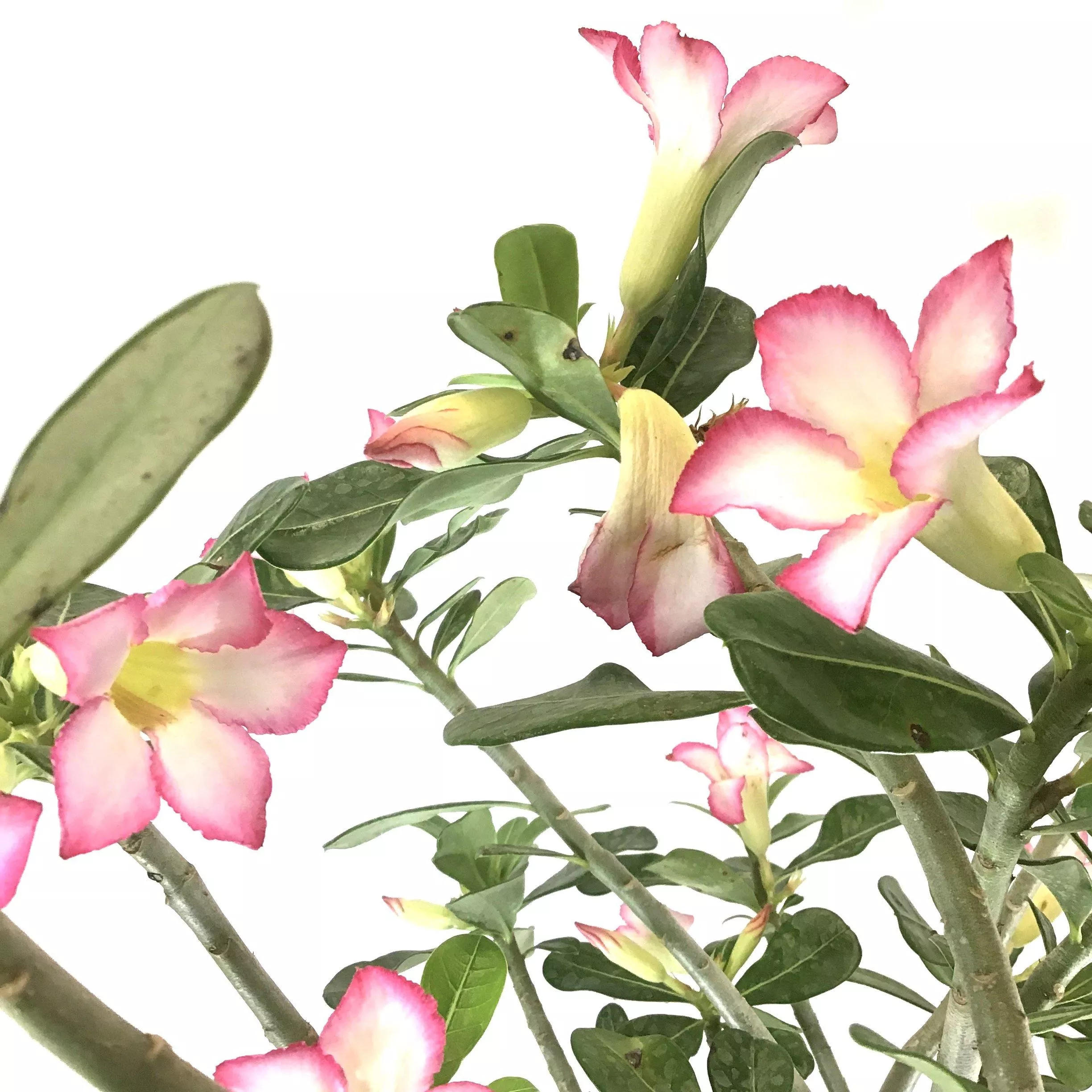 Adenium, 10in, Desert Rose