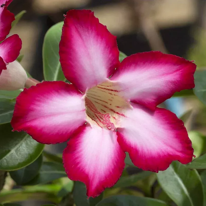 Adenium arabicum cv 'Night Fork'
