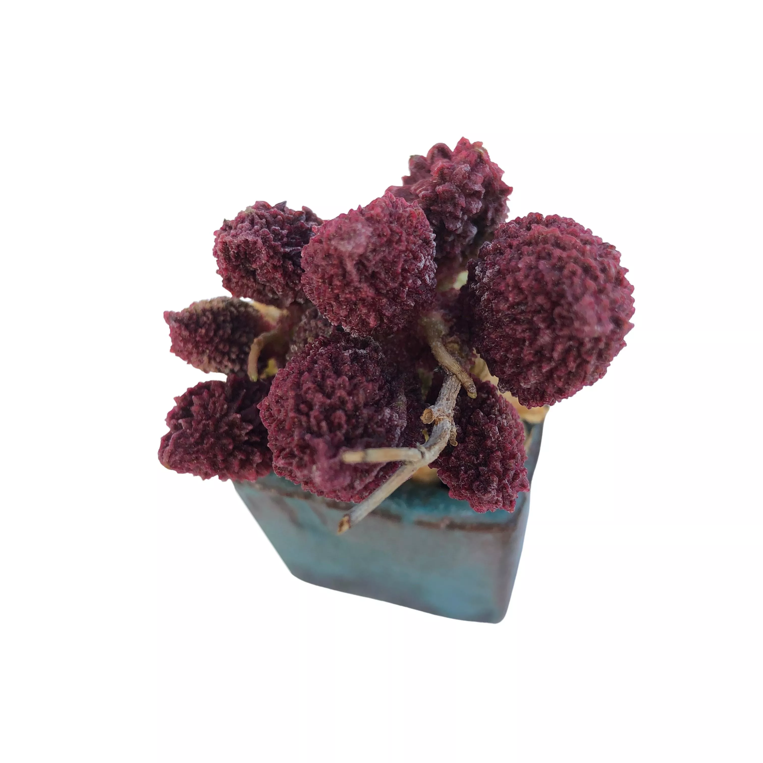 Adromischus Marianiae Herrei, Medium