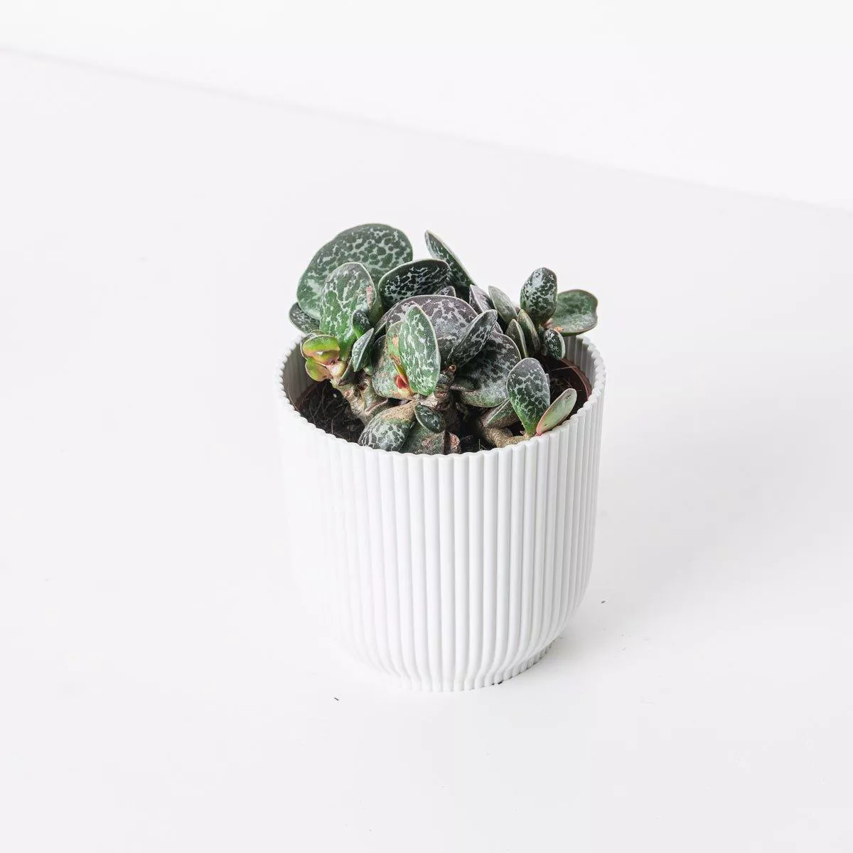 Adromischus Trigynus Calico Hearts 8211 105cm
