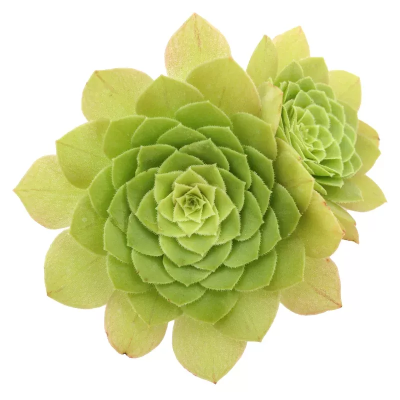 Aeonium 'Jolly Clusters'