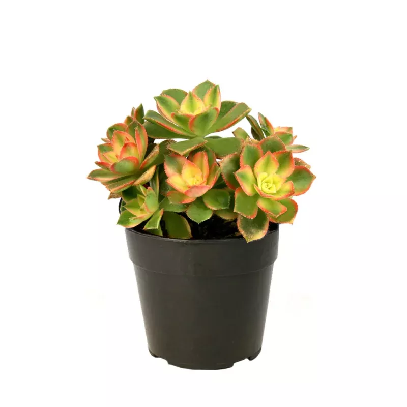 Aeonium percarneum 'Kiwi' - 3.5
