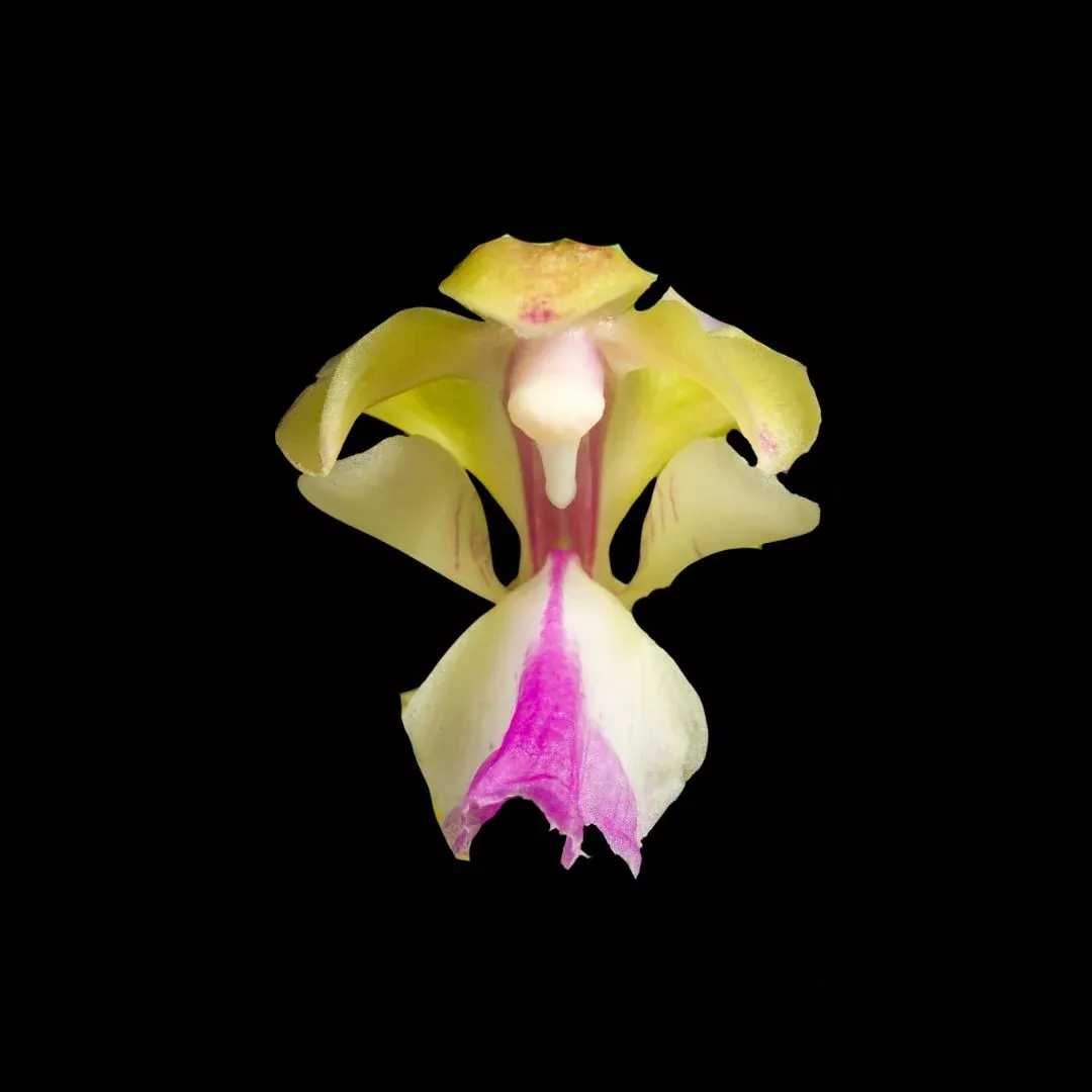 Aerides houlletiana