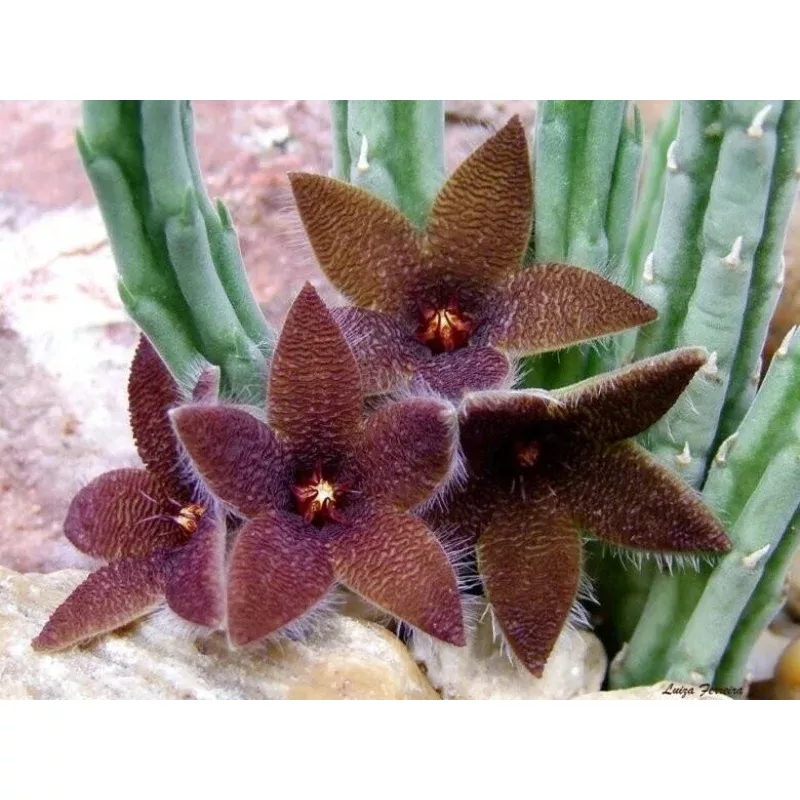 African Starfish Flower - Stapelia olivacea