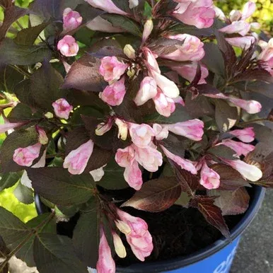 Afterglow Weigela