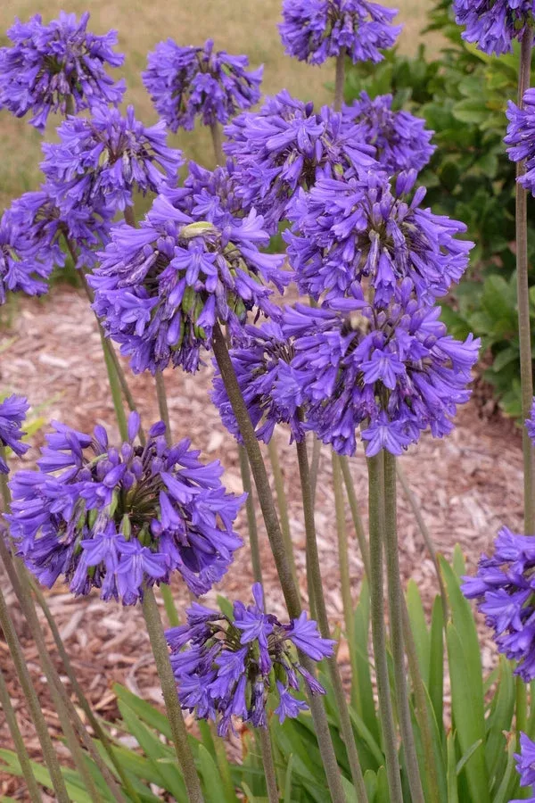 Agapanthus Blue Yonder