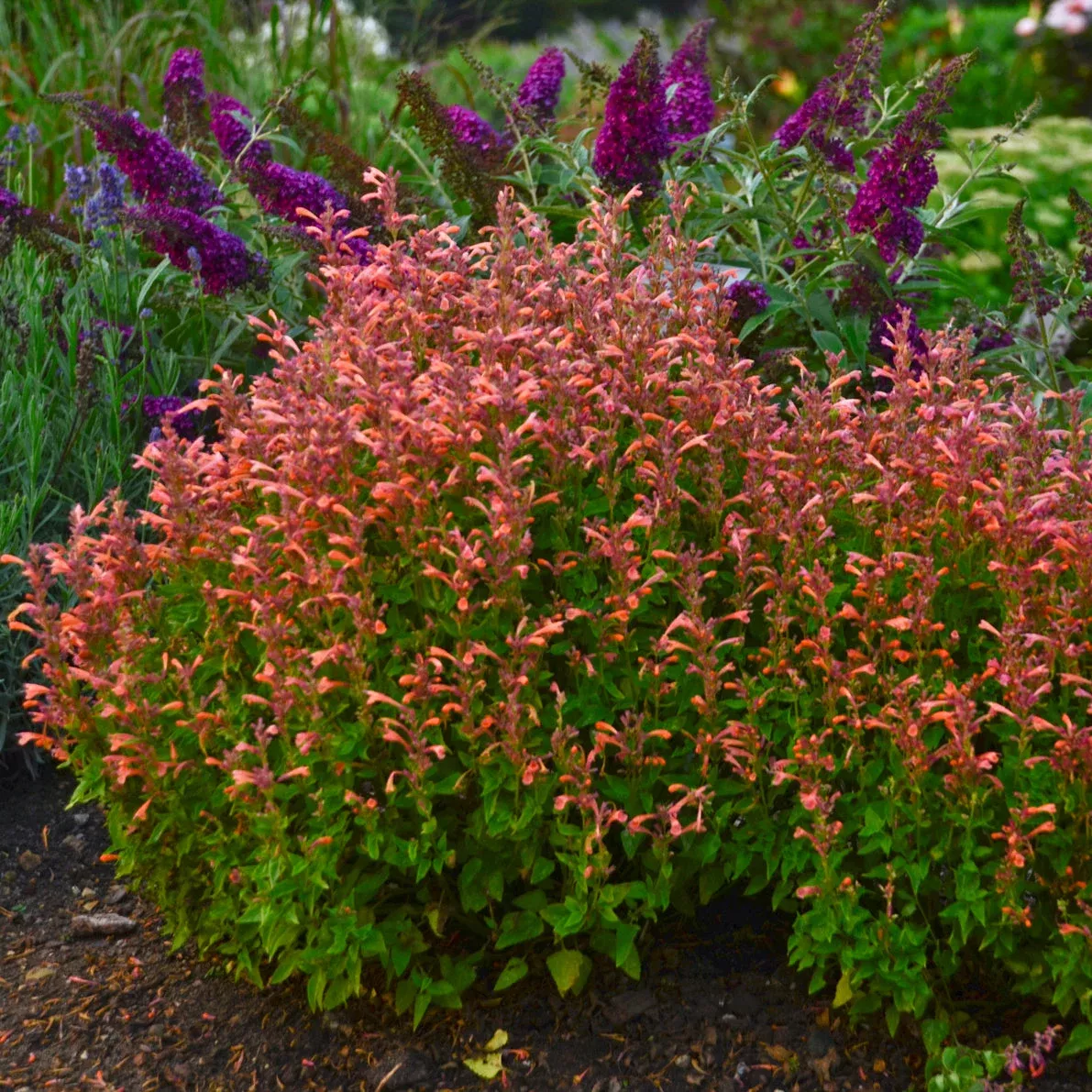 Agastache ‘Mango Tango’ – Anise Hyssop