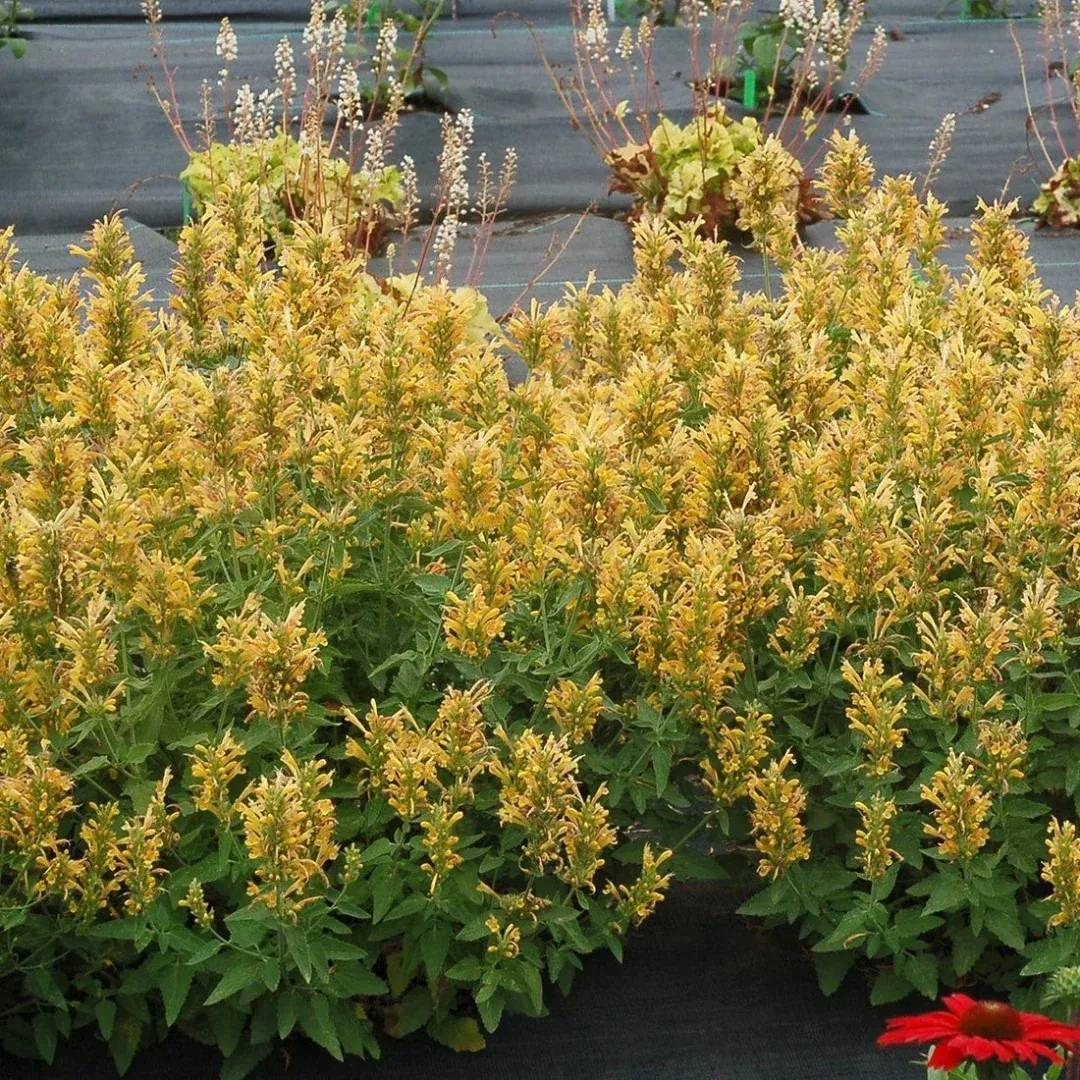 Agastache Poquito Series ‘Butter Yellow’
