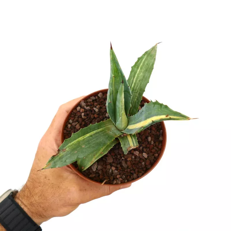 Agave americana STRIATA 55M
