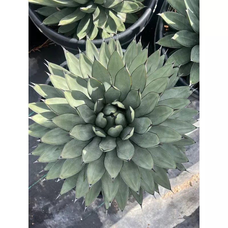 Agave 'Blue Emperor' - Agave