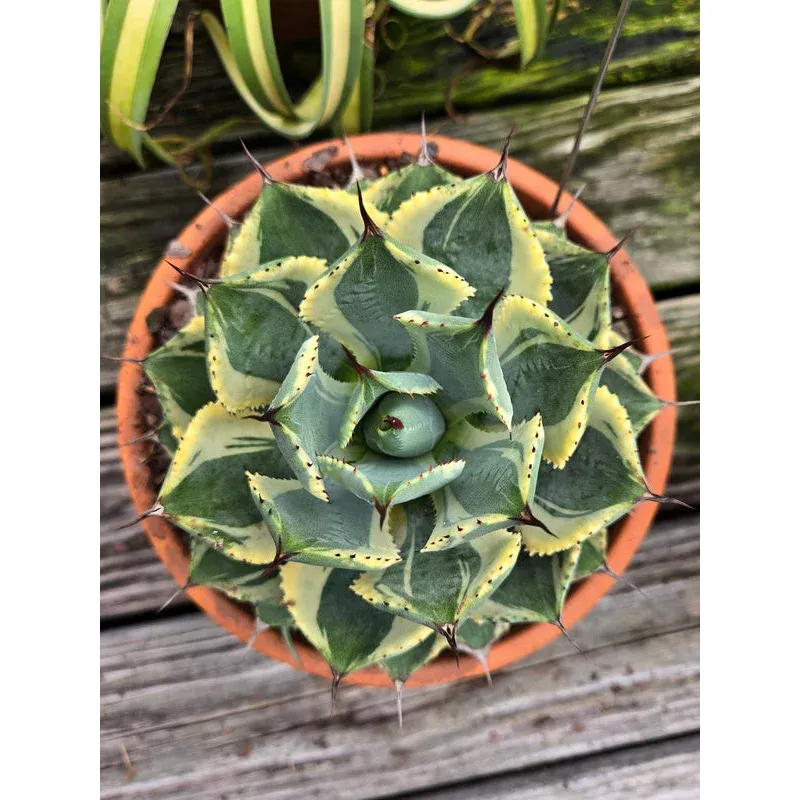 Agave Good Morning
