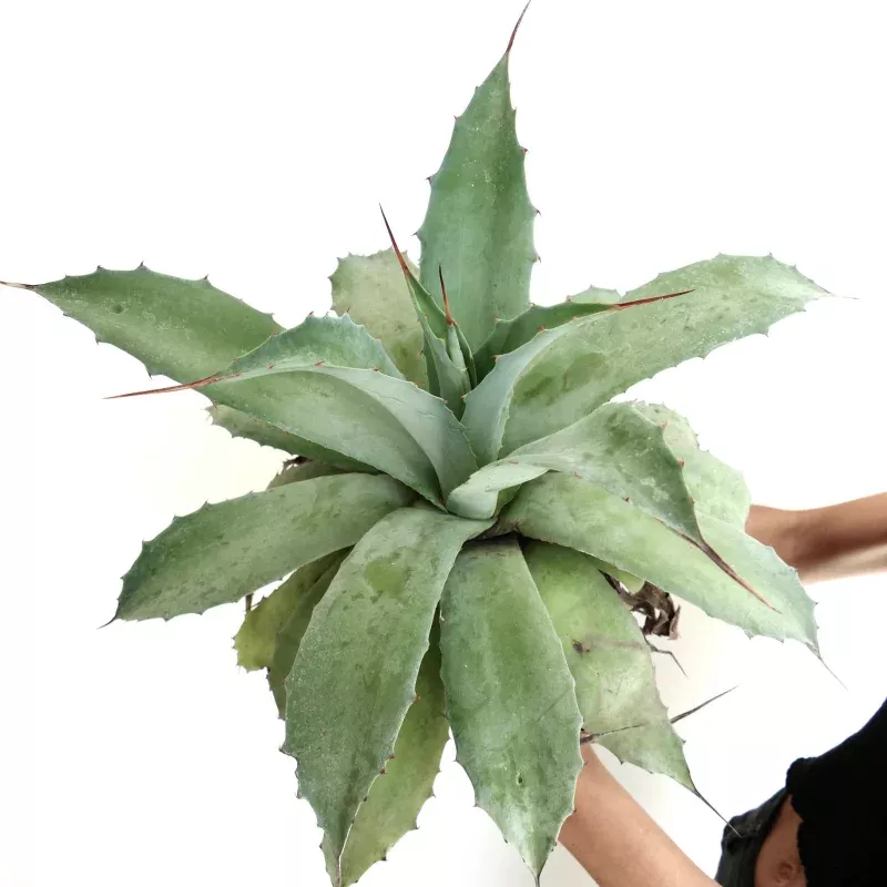 Agave havardiana x cerulata x eborispina