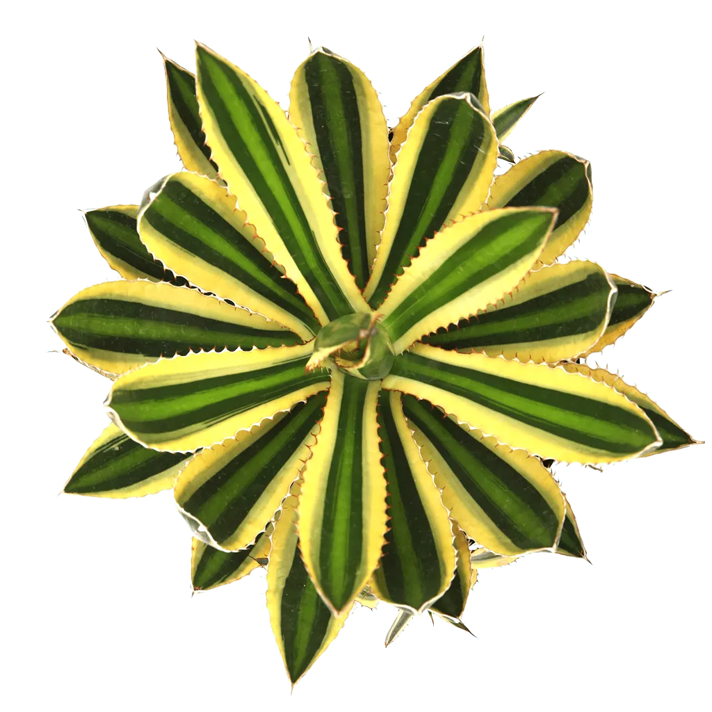 Agave lophantha 'Quadricolor'