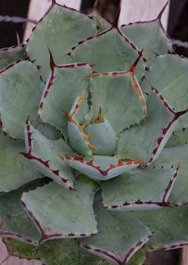 Agave Moon Shadow