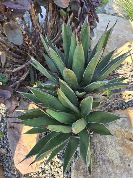 Agave nickuilla Rockin Robin