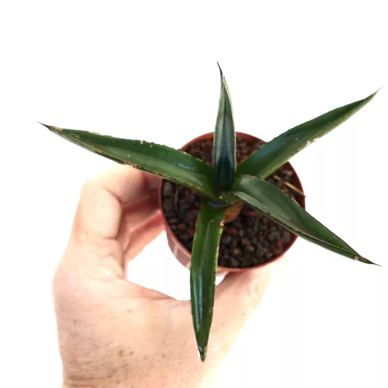 Agave nigra var. nigra