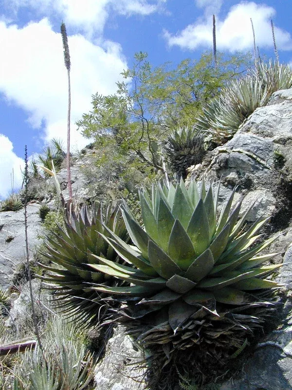 Agave obscura