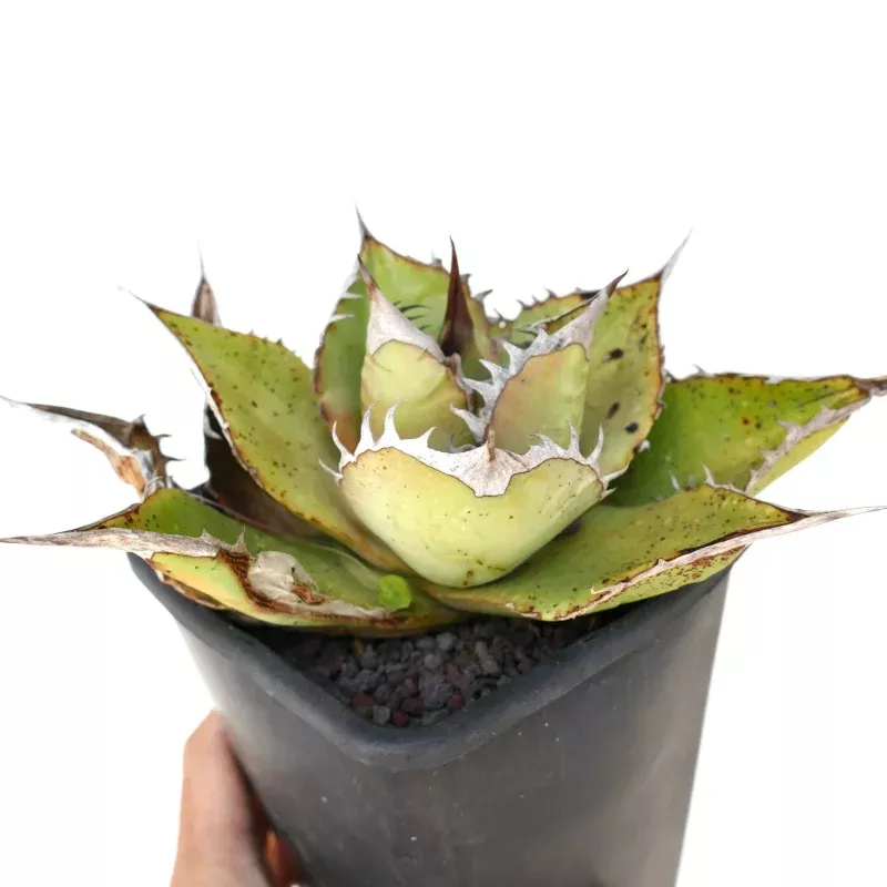 Agave oteroi WILD SELECTED