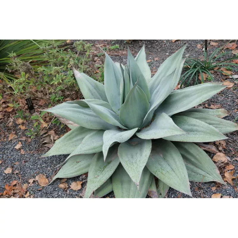 Agave ovatifolia Lava Flow