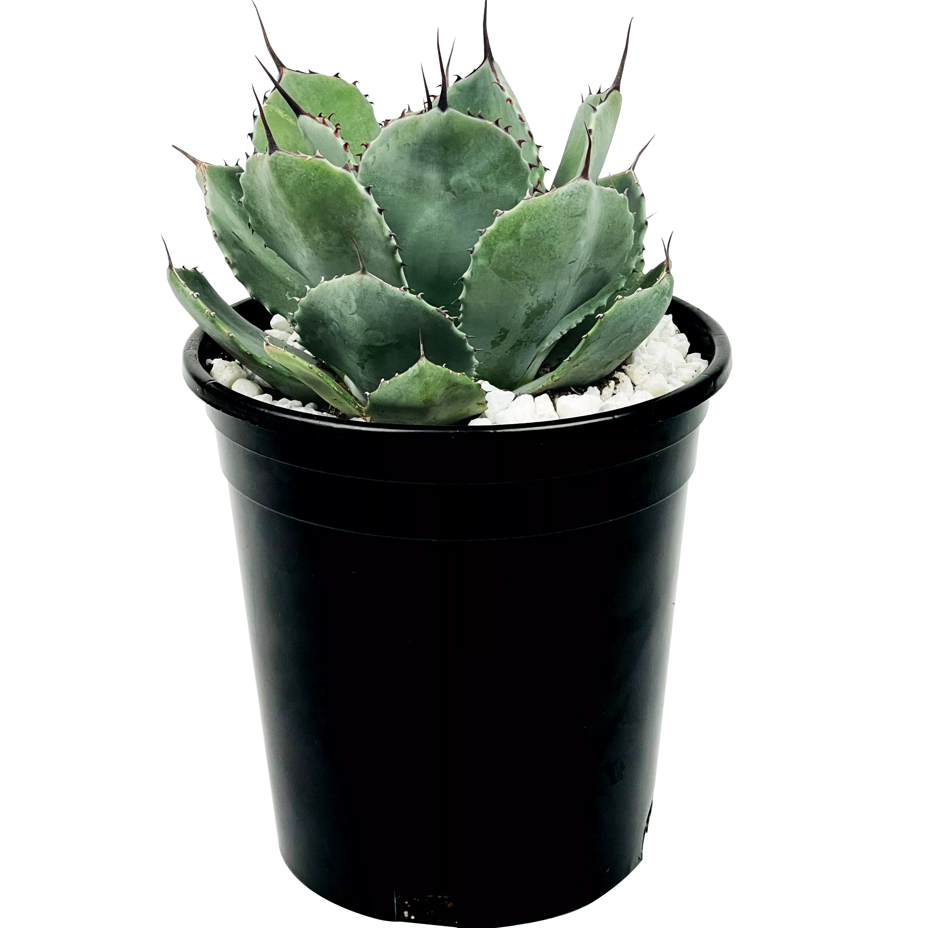 Agave parryi v. truncata - Artichoke Agave