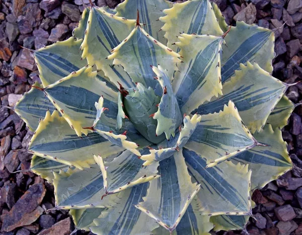 Agave potatorum Ikari Raijin Nishiki