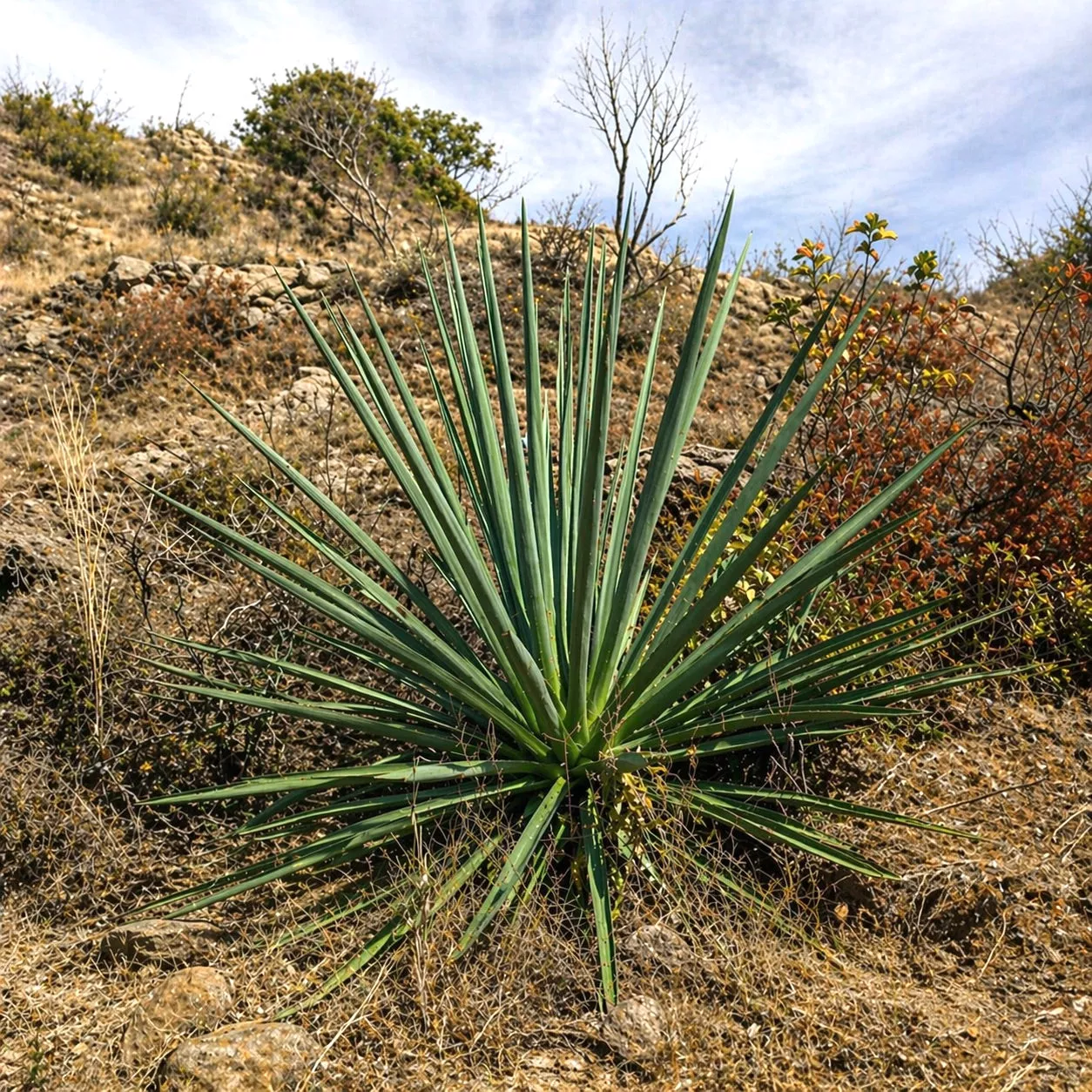 Agave rhodacantha SEEDS
