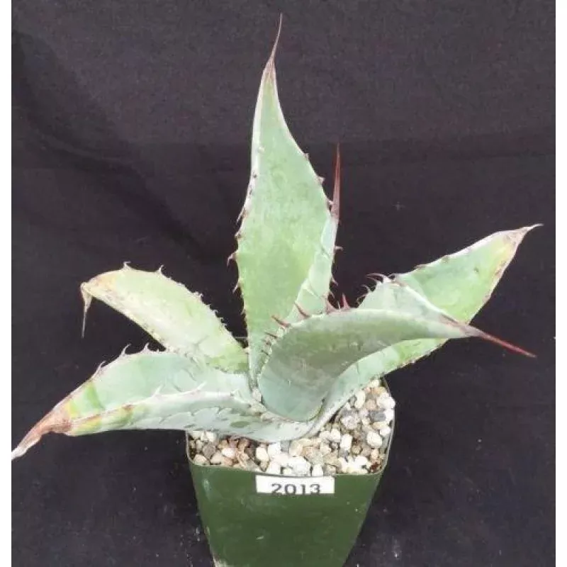 Agave scabra v. zarcensis