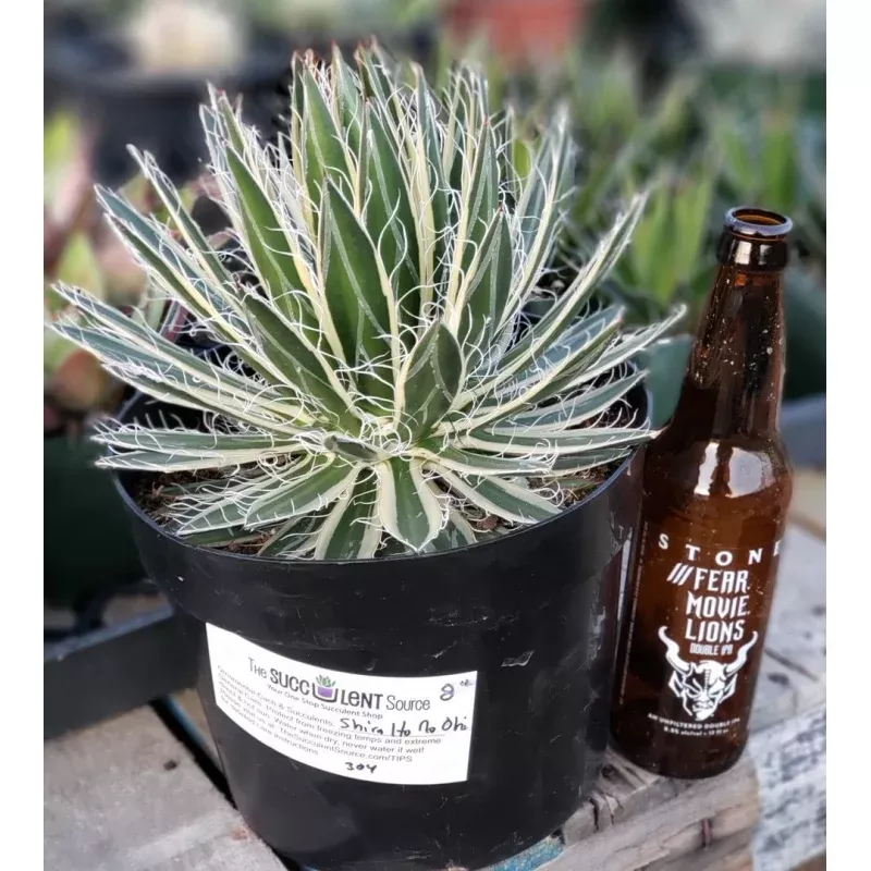 Agave Shira Ito No Ohi 8"