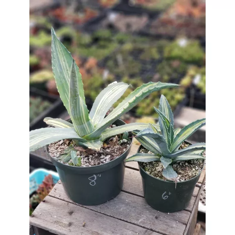 Agave Striata