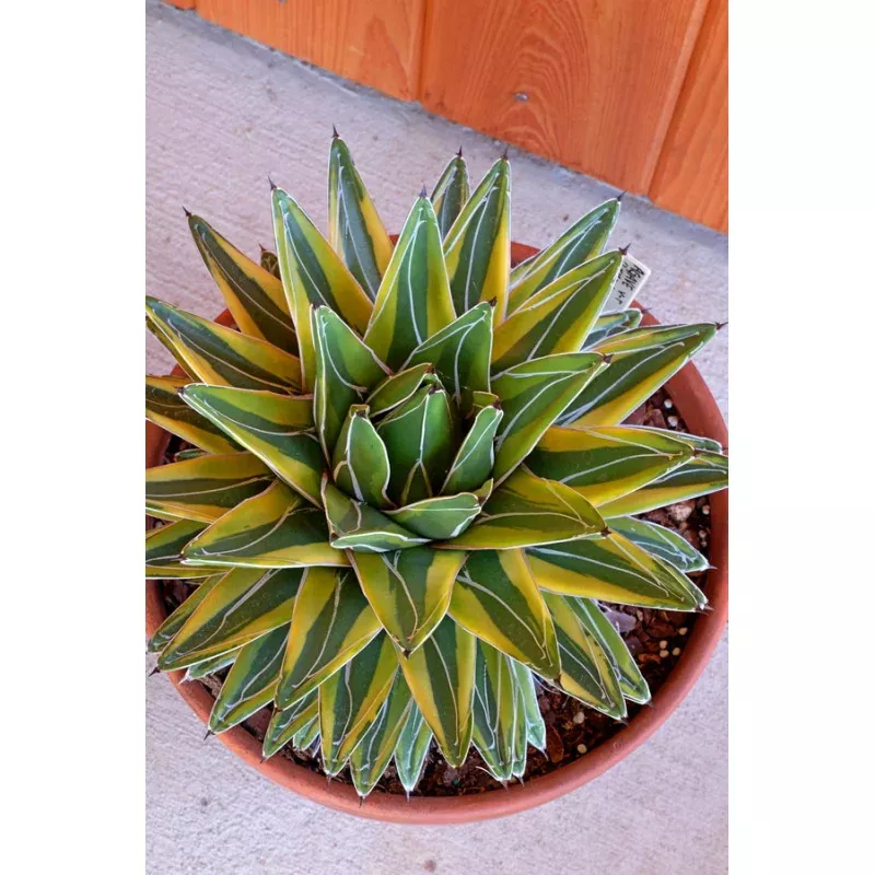 Agave victoriae reginae Lemonade