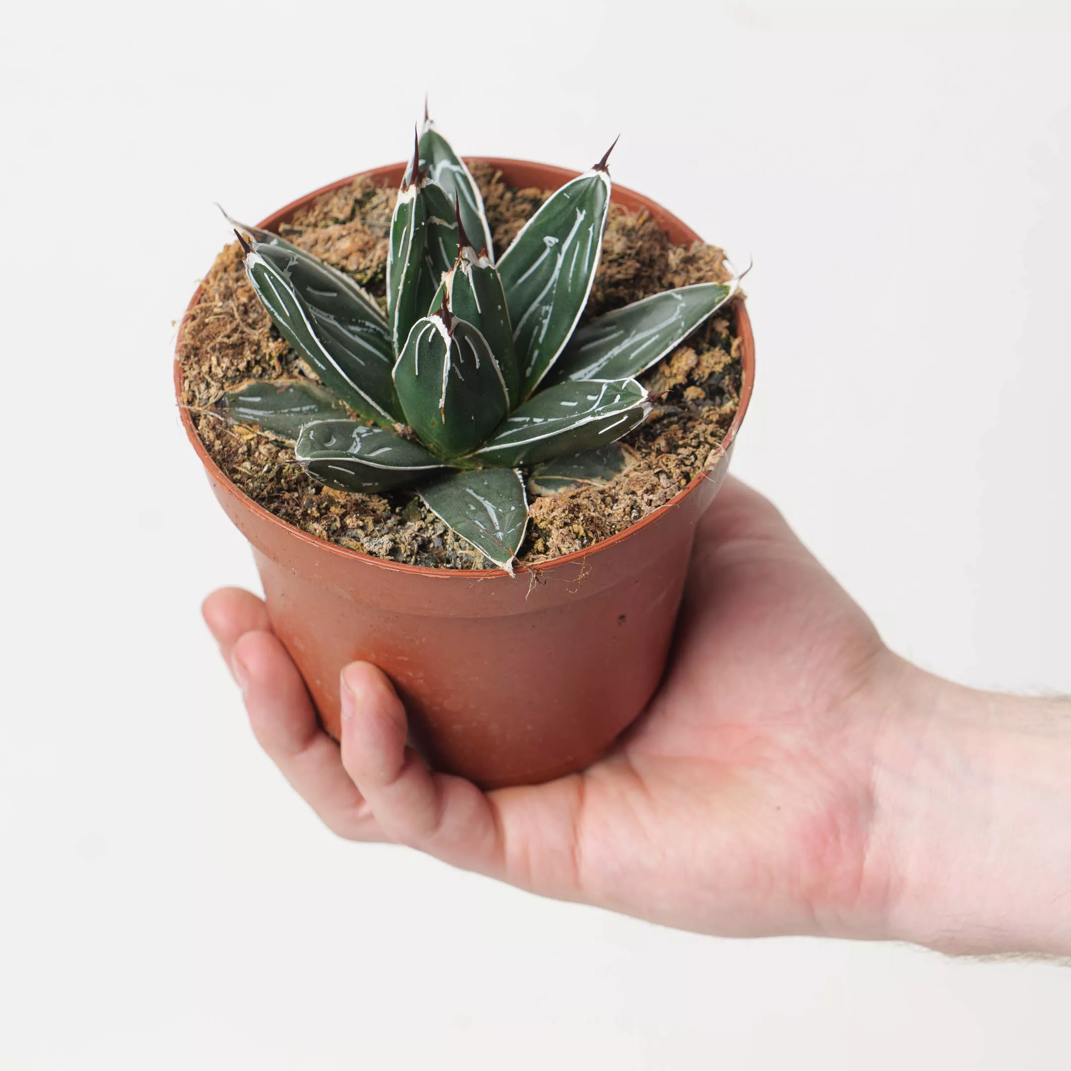 Agave victoriae-reginae