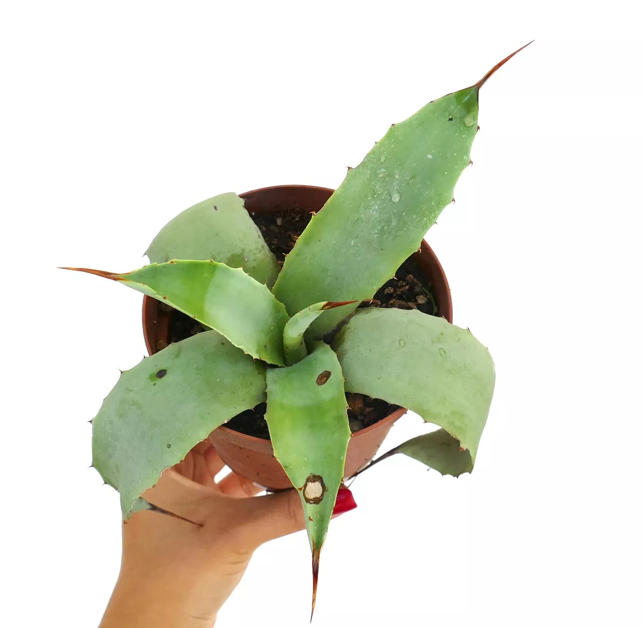 Agave weberi X Agave utahensis