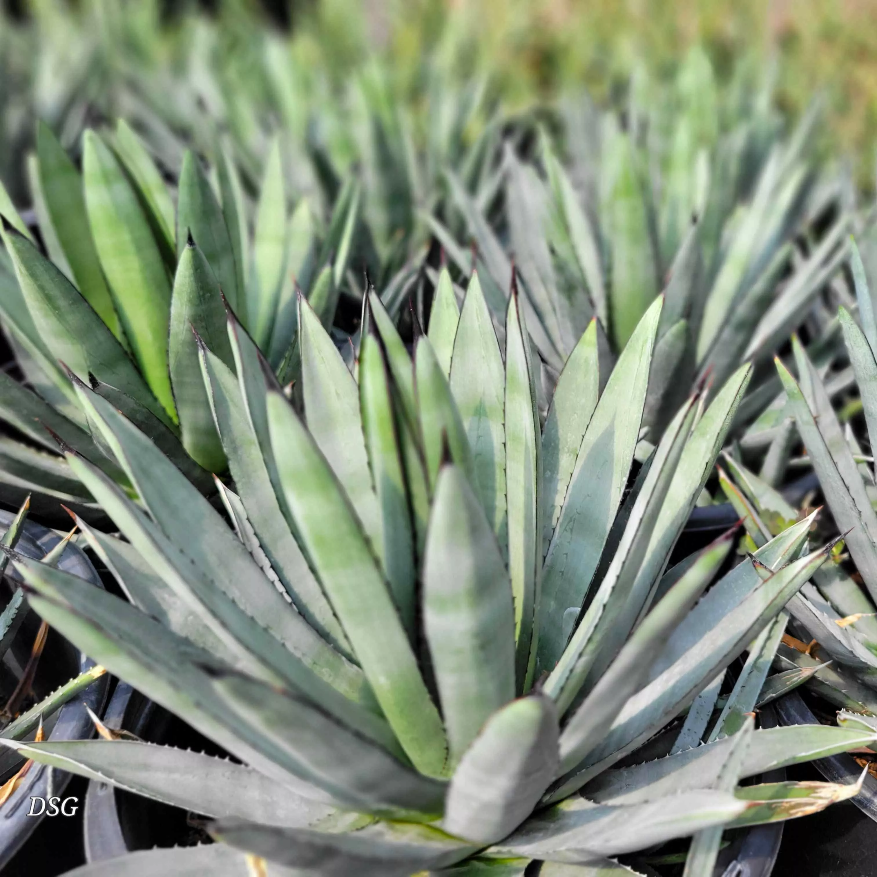 Agave x 'Blue Emperor'