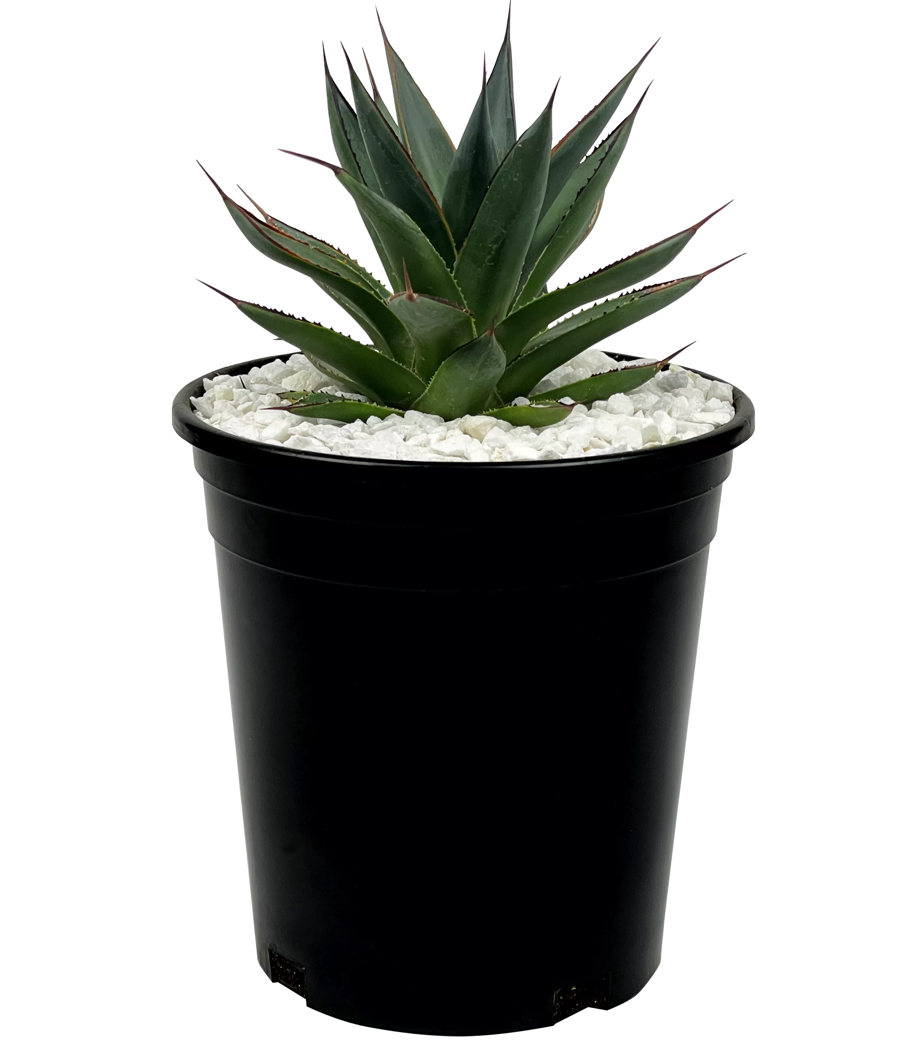 Agave x 'Blue Glow'