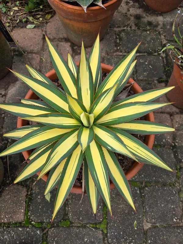 Agave x ocahuata ‘Luminescence’