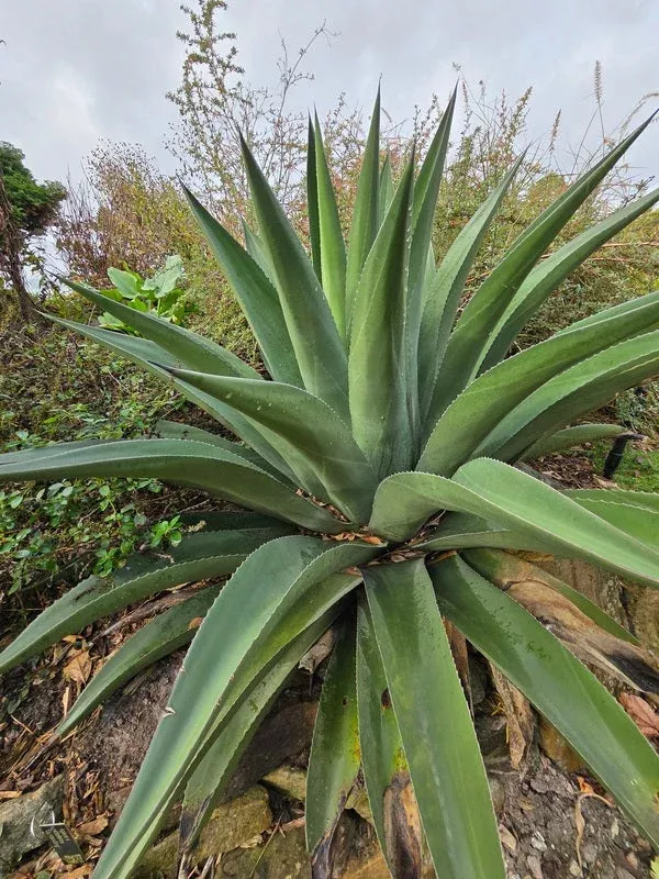 Agave x victoferox ‘Upstanding’