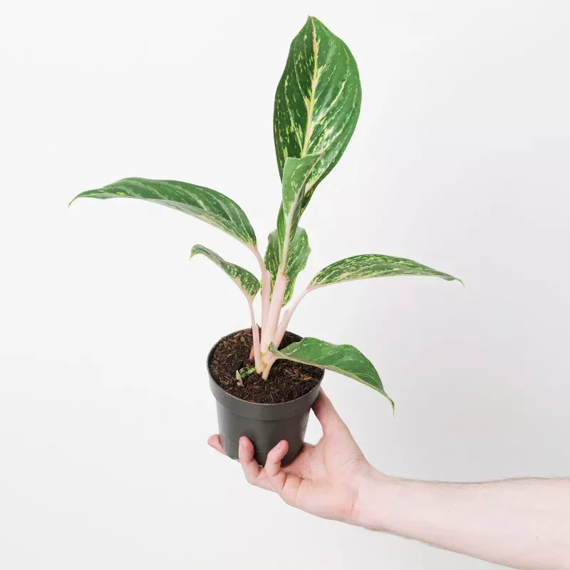 Aglaonema 'Cocogreen'