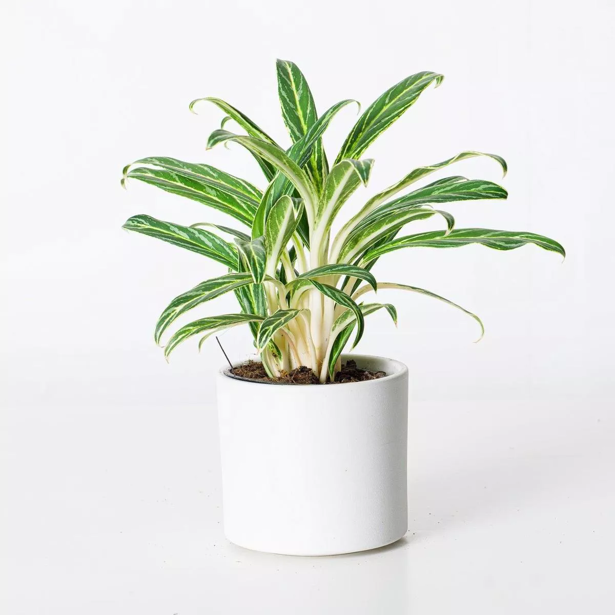 Aglaonema Zebra Feathers 8211 12cm