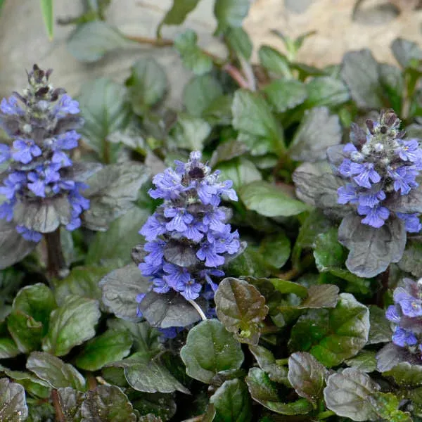 Ajuga 'Reptans Black Scallop'