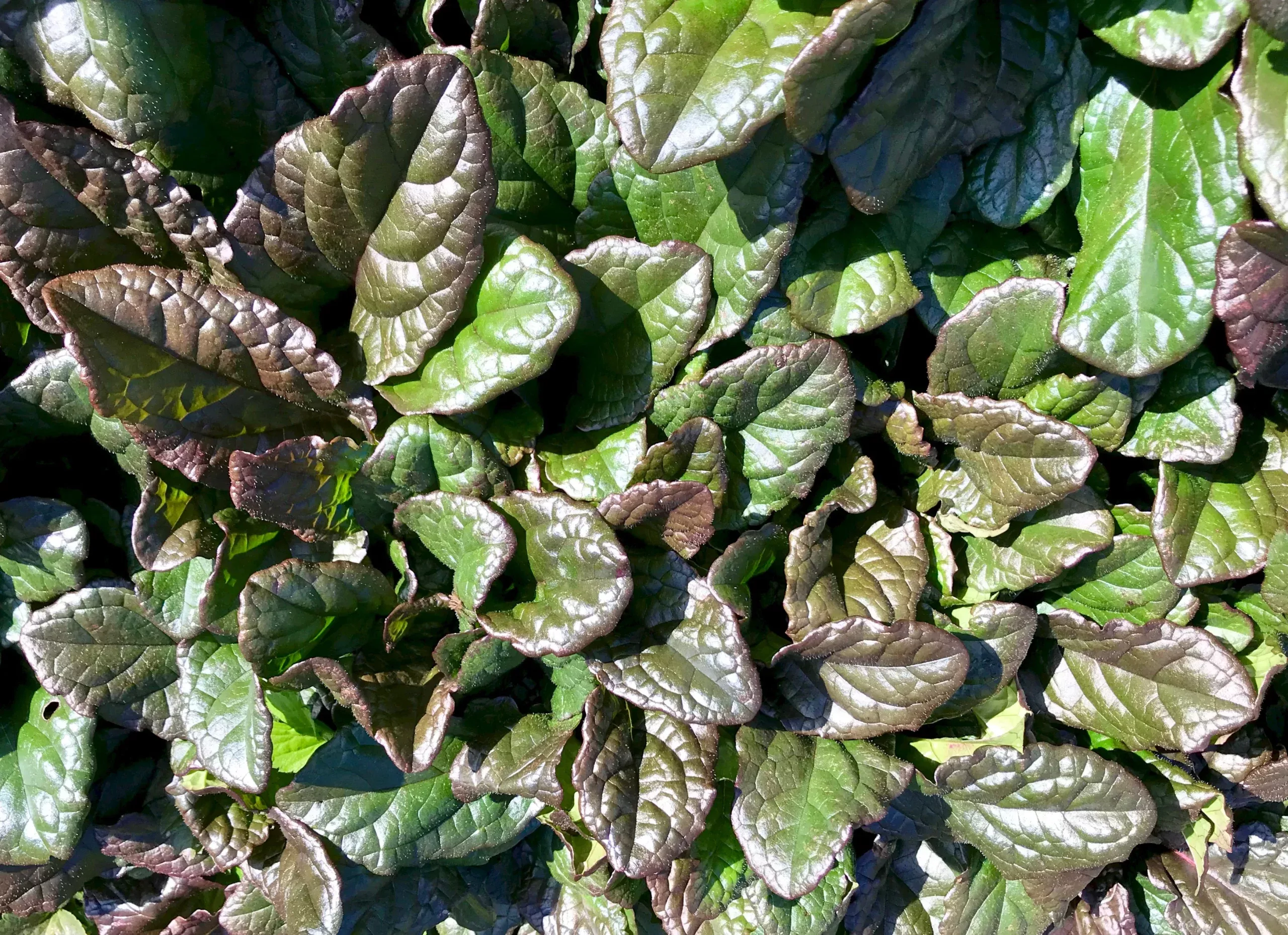 Ajuga reptans ‘Bronze Beauty’