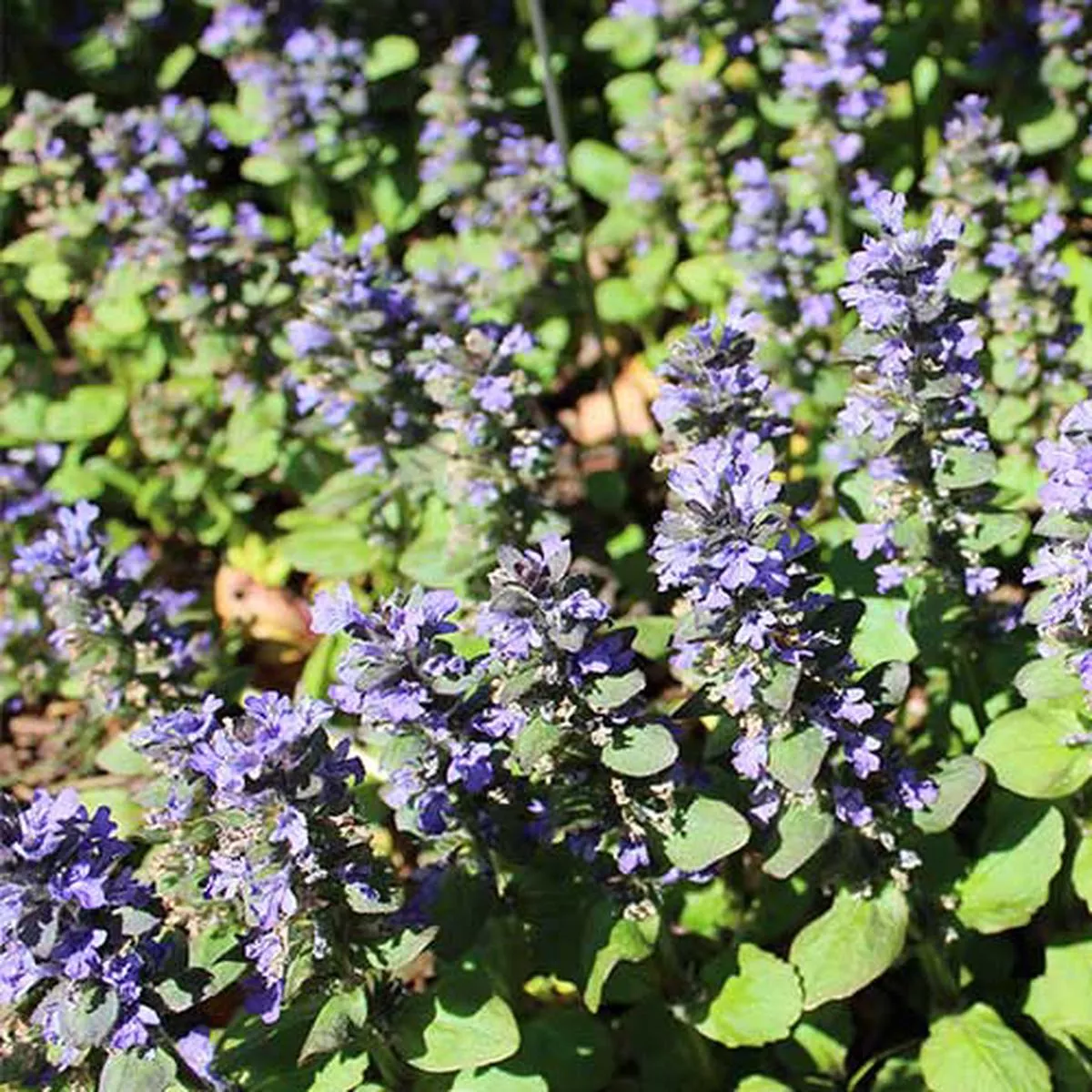 Ajuga reptans Catlin’s Giant Pot | 9cm