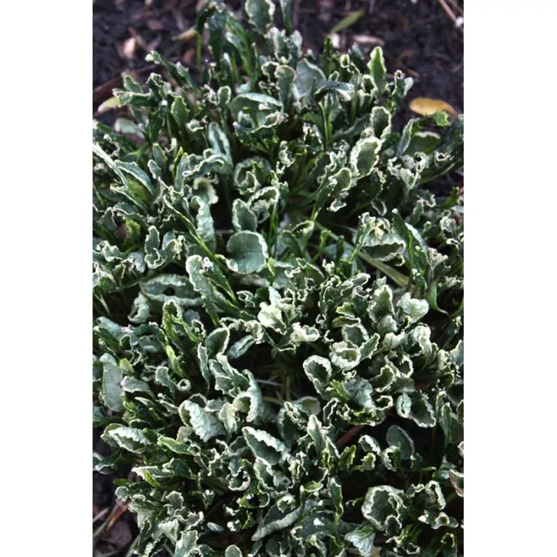 Ajuga reptans Planet Zork