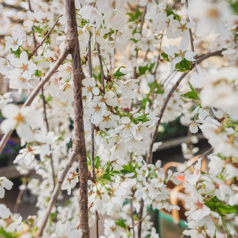 Akebono Yoshino Cherry Tree