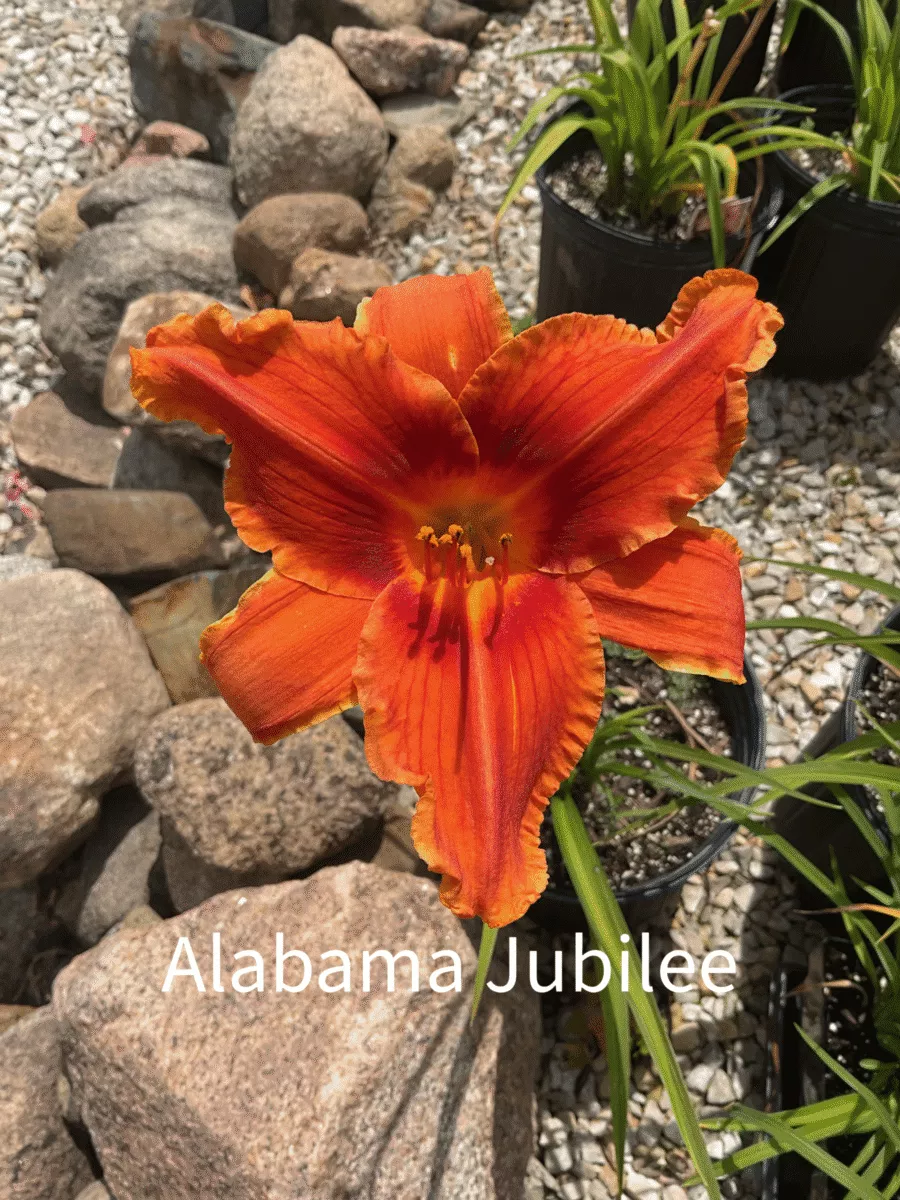 Alabama Jubilee Daylily