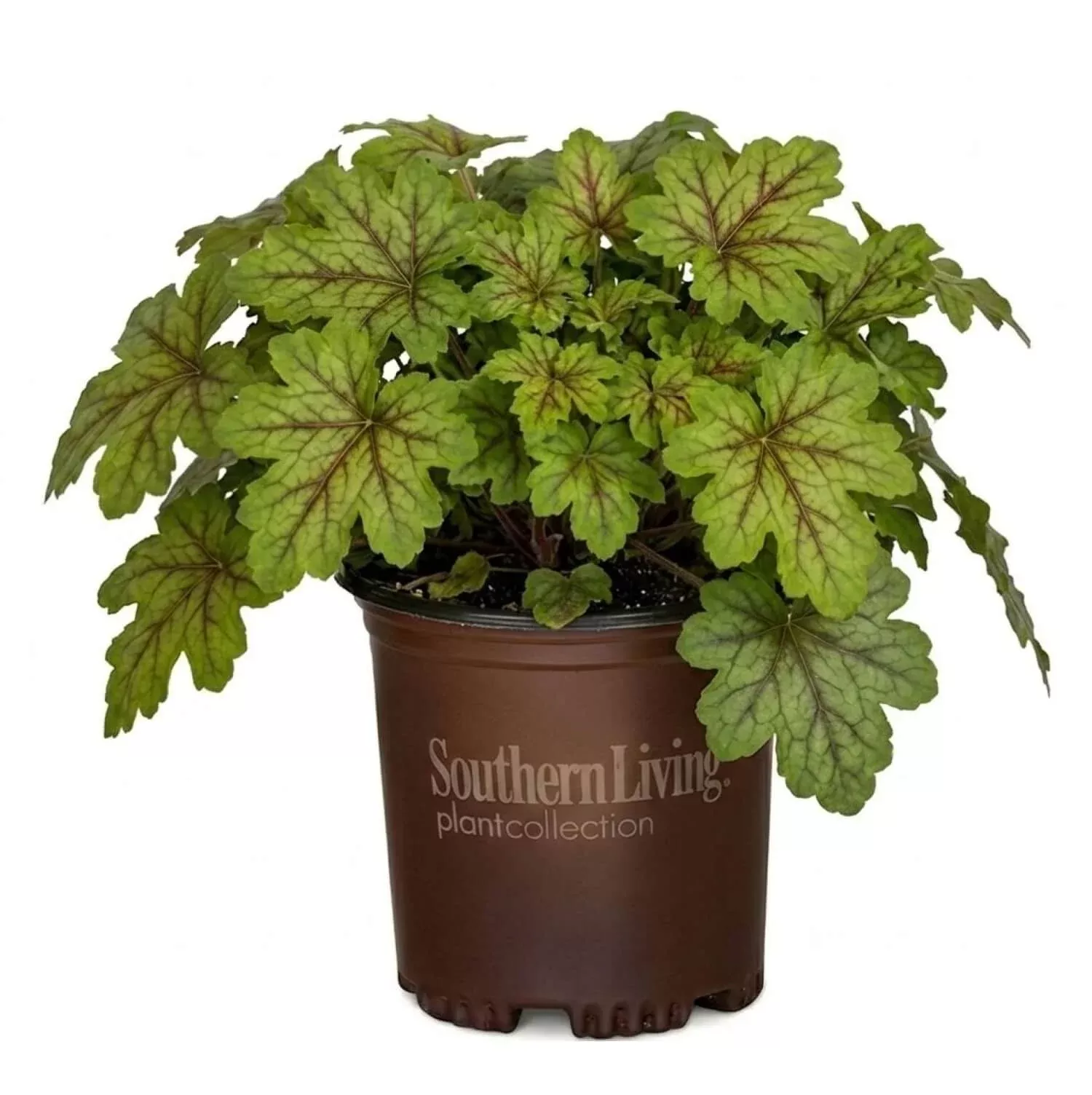 ‘Alabama Sunrise’ Heucherella