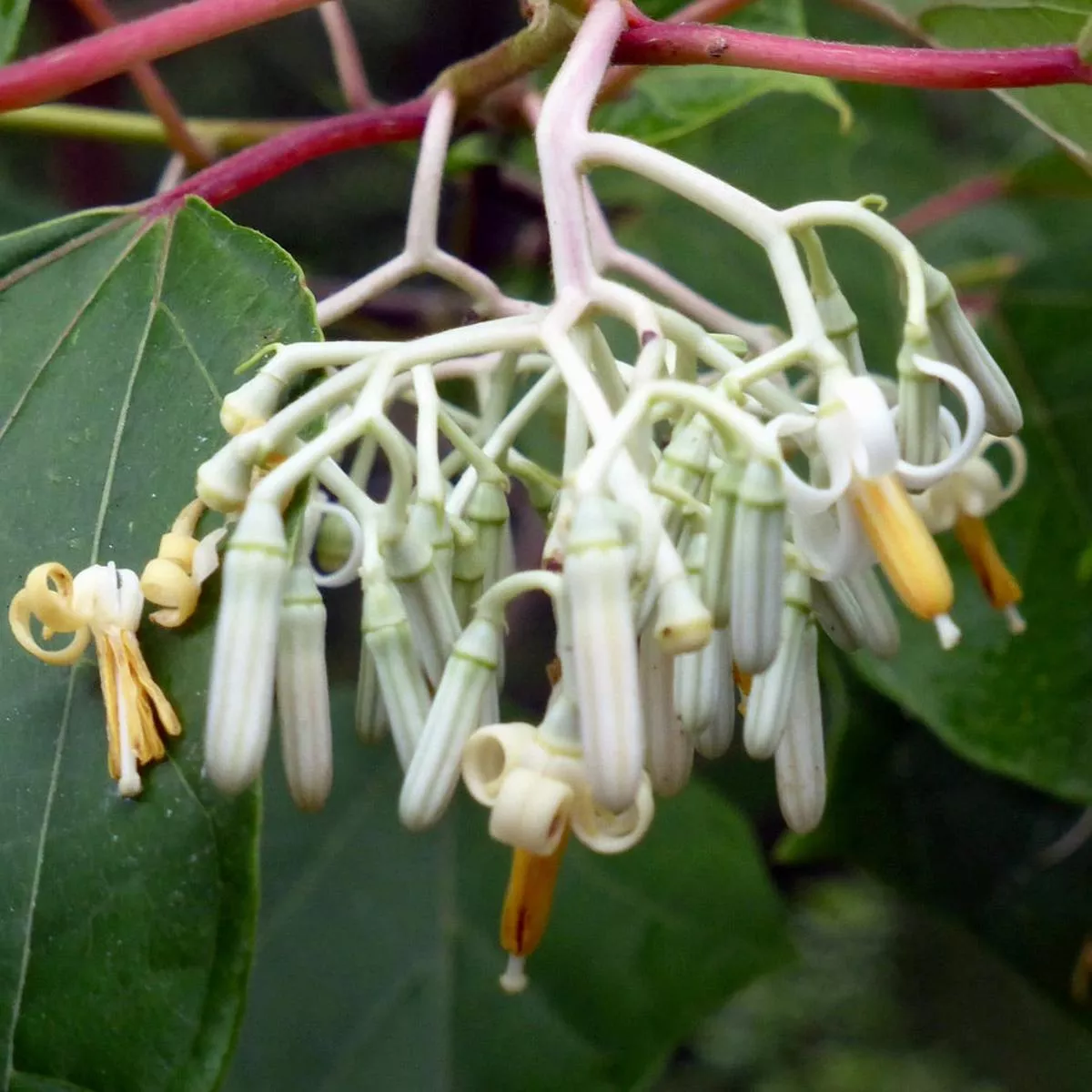 Alangium platanifolia